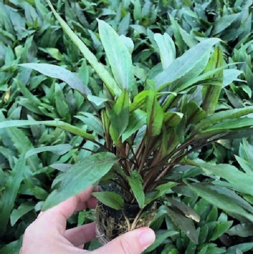 Cryptocoryne undulatus avec pot en plastique